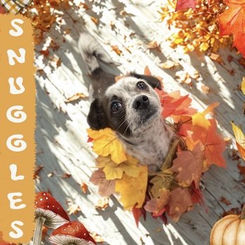 My Pet's Vet - San Antonio - Veterinarians Near Me - San Antonio, Texas My Pet's Vet - San Antonio - Veterinarians Near Me - San Antonio, Texas