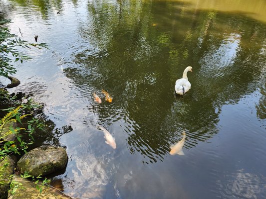 Stanley Park by null