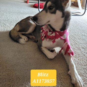 Kern County Animal Services - Blitz, 1 yr old Husky. Great w kids, calm indoors. Currently in foster home getting potty trained. - Animal Shelters Near Me - Bakersfield, California Kern County Animal Services - Blitz, 1 yr old Husky. Great w kids, calm indoors. Currently in foster home getting potty trained. - Animal Shelters Near Me - Bakersfield, California