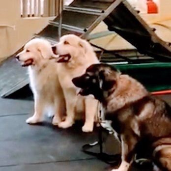Maximum K9 Service - Training with Sherry Tauber at Maximum K9 Services and Nutrition - Pet Training Near Me - Deer Park, New York Maximum K9 Service - Training with Sherry Tauber at Maximum K9 Services and Nutrition - Pet Training Near Me - Deer Park, New York