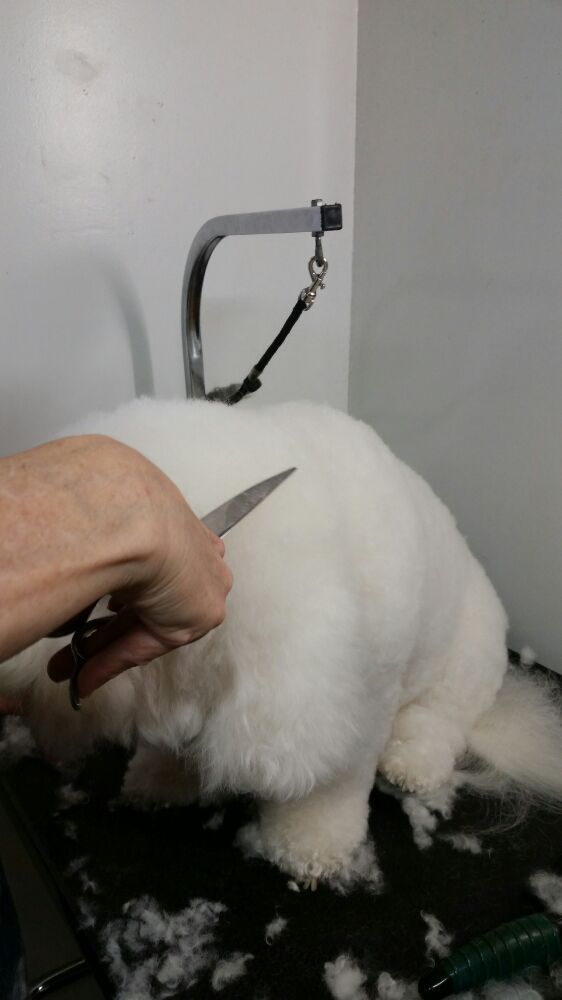 APRIL’S HEAVENLY CUTS DOG GROOMING Updated October 2024 2018