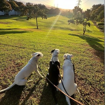 Zenni Dogs - We are whole again - Pet Training Near Me