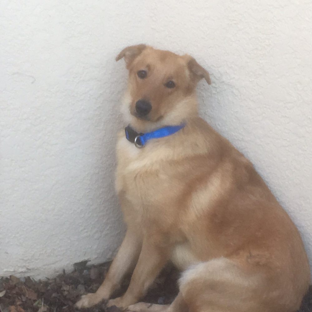 Lucky Paws - Pet Adoption Near Me - Albuquerque, New Mexico Lucky Paws - Pet Adoption Near Me - Albuquerque, New Mexico