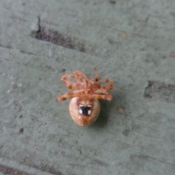 Beeline Pest Control - Get Free Quote Today! https://texasbeeline.com/get-a-free-quote/ - Pest Control Near Me Beeline Pest Control - Get Free Quote Today! https://texasbeeline.com/get-a-free-quote/ - Pest Control Near Me