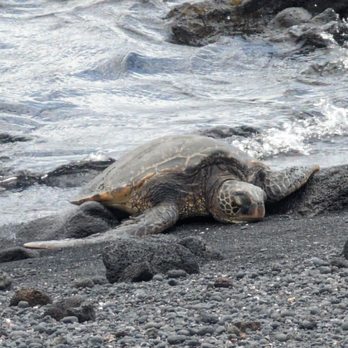 Punalu'u Black Sand Beach - Beaches Near Me - Pahala, Hawaii Punalu'u Black Sand Beach - Beaches Near Me - Pahala, Hawaii