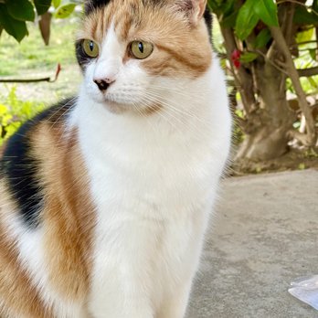 FurBaby Love Pet Sitting - FurBaby Took Amazing care of my cat - Pet Sitting Near Me FurBaby Love Pet Sitting - FurBaby Took Amazing care of my cat - Pet Sitting Near Me