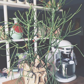 Grandma Party Bazaar - My sweet, new pencil plant from Crystal Lake Lawn Club! - Local Flavor Near Me - Winter Park, Florida