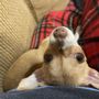 Photo of Vetmetis Veterinary Urgent Care and Wellness