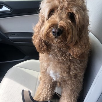 Sweet Pea Grooming - Sad Mister Mousse - Pet Groomers Near Me - San Diego, California