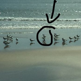 False Cape State Park - Seagull standing on. The back of another gull - Parks Near Me - Virginia Beach, Virginia False Cape State Park - Seagull standing on. The back of another gull - Parks Near Me - Virginia Beach, Virginia