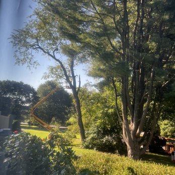 Rosci's Tree Service - Tree Services Near Me Rosci's Tree Service - Tree Services Near Me