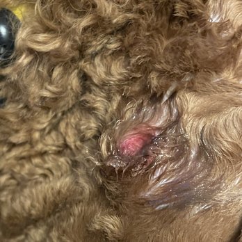 Fitdog - Large bloody bump - Pet Groomers Near Me - Santa Monica, California