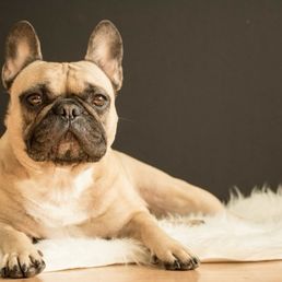 My French bulldog ..maddy May