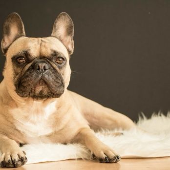 PetSmart Dog Training - My French bulldog ..maddy May - Pet Stores Near Me - Clovis, California
