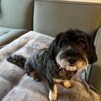 And Your Little Dog Too - Cutie - Pet Groomers Near Me - Aurora, Colorado And Your Little Dog Too - Cutie - Pet Groomers Near Me - Aurora, Colorado