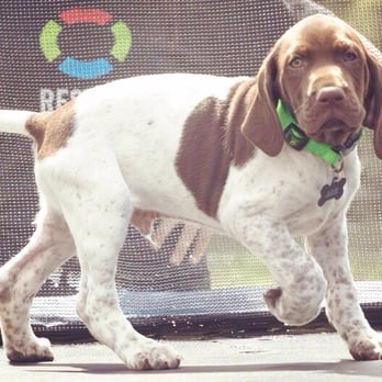 Speakdog Dog Training - Pet Training Near Me Speakdog Dog Training - Pet Training Near Me