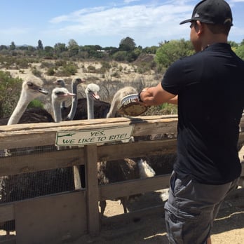 Ostrichland USA - Attraction Farms Near Me - Solvang, California