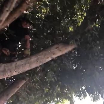 Everest Tree Service - Taking down patio chandeliers - Tree Services Near Me Everest Tree Service - Taking down patio chandeliers - Tree Services Near Me