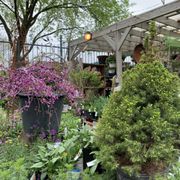 GINKGO GARDENS - Updated August 2025 - 175 Photos & 189