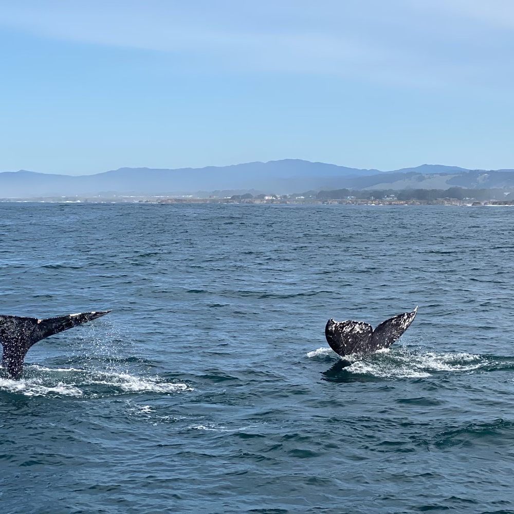 Double whale fluke dive