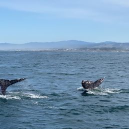 Double whale fluke dive