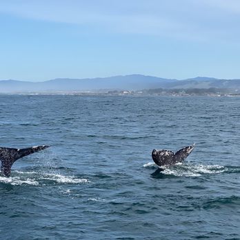 All Aboard Adventures - Double whale fluke dive - Fishing Near Me - Fort Bragg, California