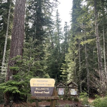 Hackleman Old Growth Grove - Entrance to the trail - Hiking Near Me - Foster, Oregon