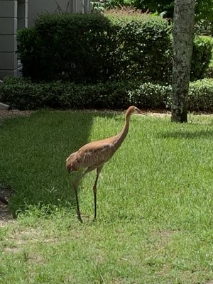 Summer Bay Orlando By Exploria Resorts by null