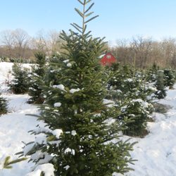 Majestic Tree Farm - Trees over the years