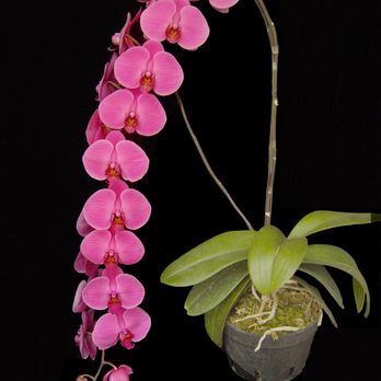 Taida Orchids - A06169 Phal. Tai Lin Red Angel V-31 - Nurseries & Gardening Near Me - Bridgewater, New Jersey