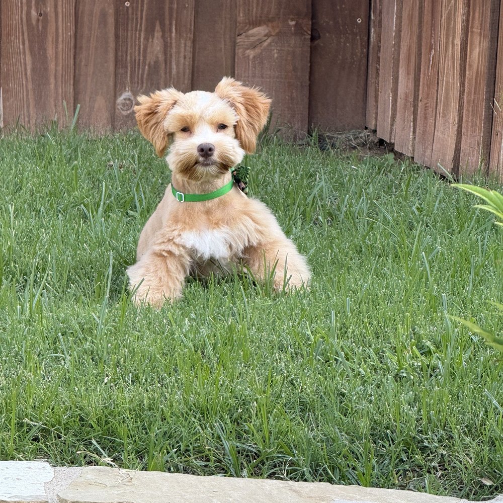Sudzee Dog - Teddy - Pet Stores Near Me - Justin, Texas Sudzee Dog - Teddy - Pet Stores Near Me - Justin, Texas