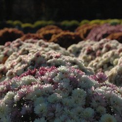 Wedgewood Gardens