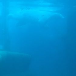 Den Arktiske Ring Zoo - Polar bear underwater