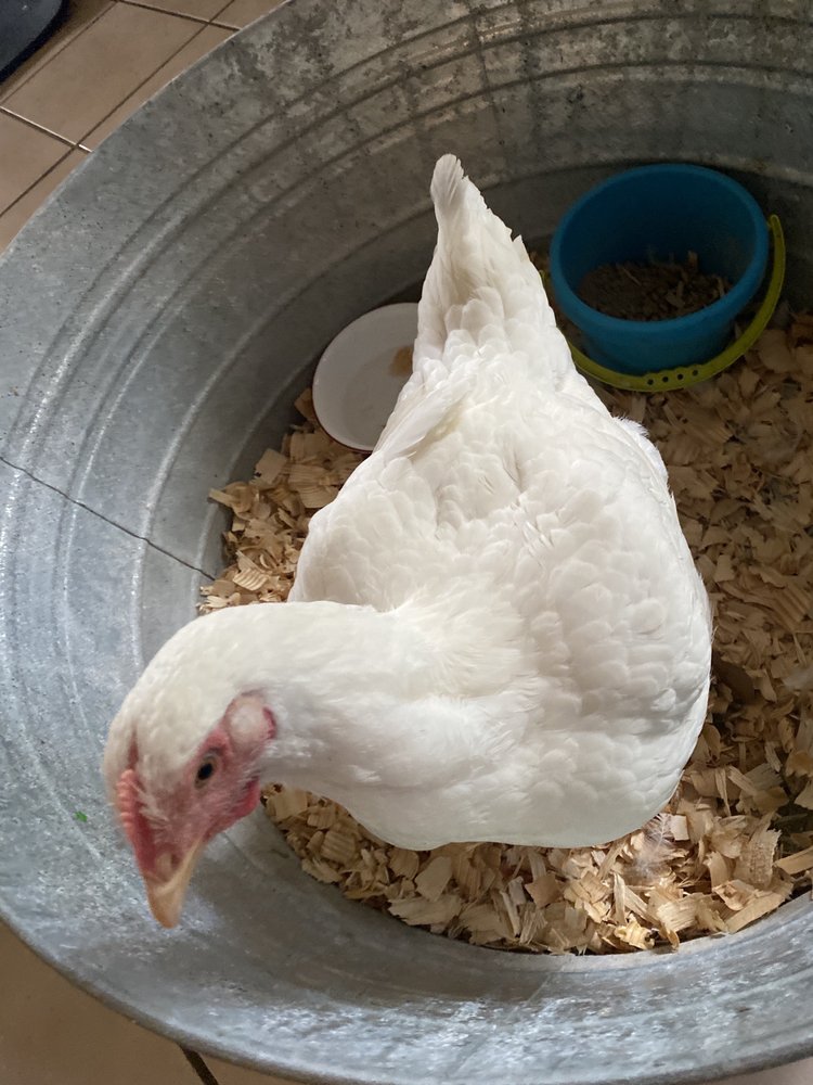 JENSEN DRIVE FEED STORE Updated May 2024 9740 Jensen Dr, Houston, Texas Pet Stores Phone