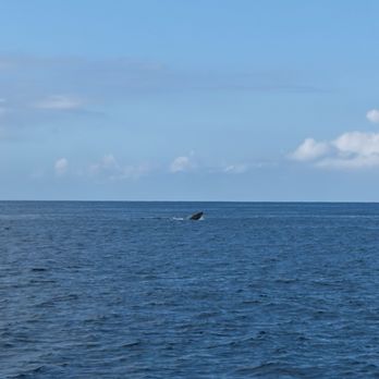 Pink Sails Waikiki - humpback whale - Boat Tours Near Me - Honolulu, Hawaii
