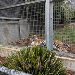 Ballarat Wildlife & Reptile Park - Tiger