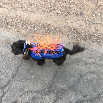 Sonoran Desert RV Park - My dog molly walking safely in her Coyote Vest - RV Parks Near Me - Gila Bend, Arizona