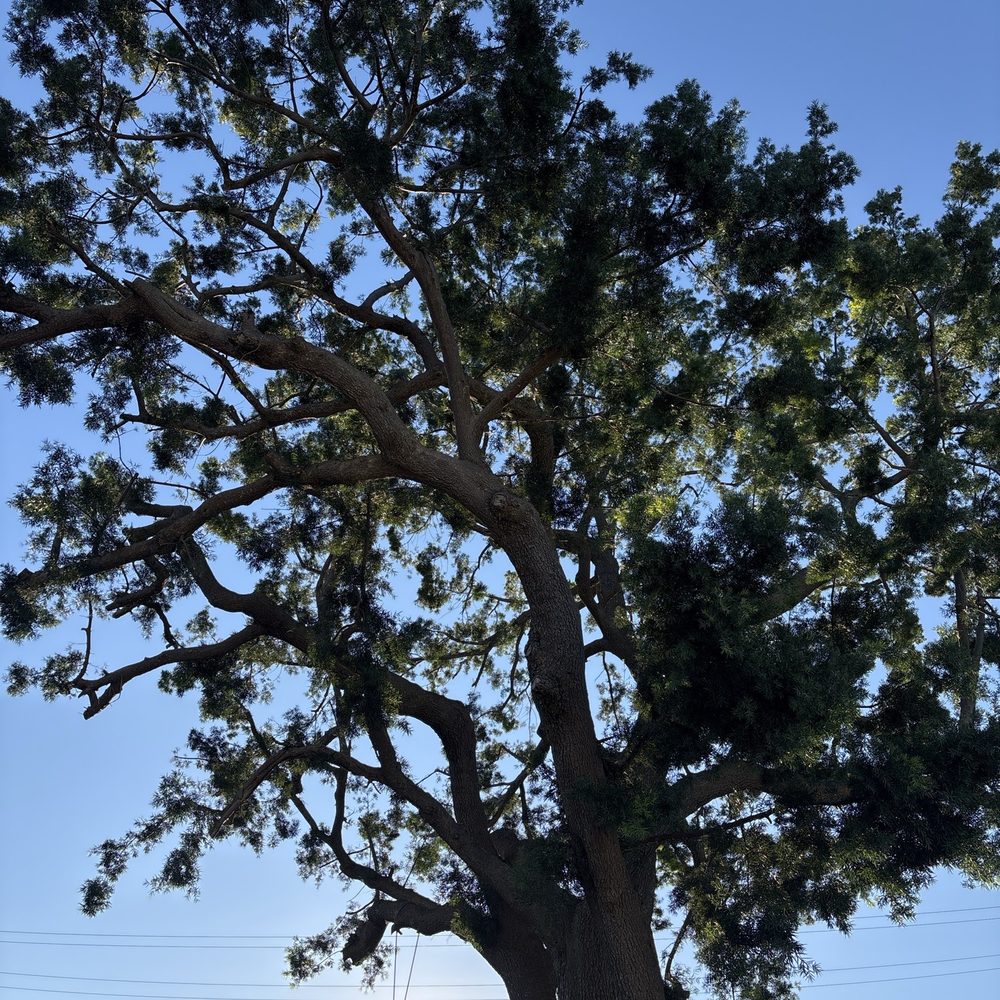 Pruned tree Pruned tree