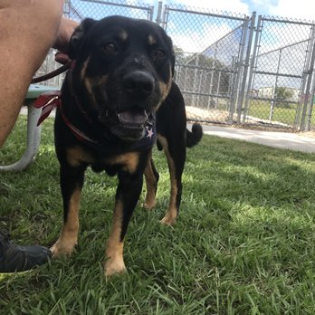 Brevard County Animal Services and Enforcement - Animal Shelters Near Me - Melbourne, Florida