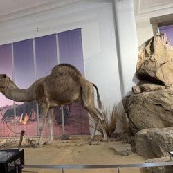 Zoologisches Forschungsmuseum Alexander Koenig