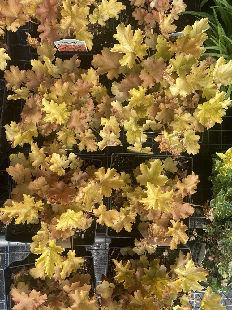 DONNA’S GREENHOUSE Updated June 2024 216 Ricker Rd, New Gloucester