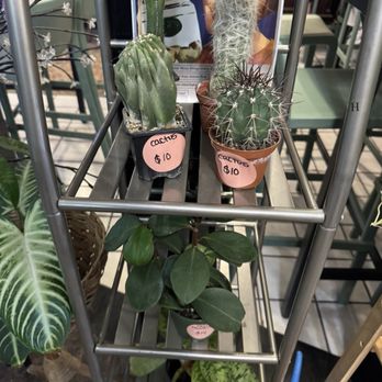 Coffee Garden - Plants for sale - Gift Shops Near Me - Kingston, Pennsylvania Coffee Garden - Plants for sale - Gift Shops Near Me - Kingston, Pennsylvania
