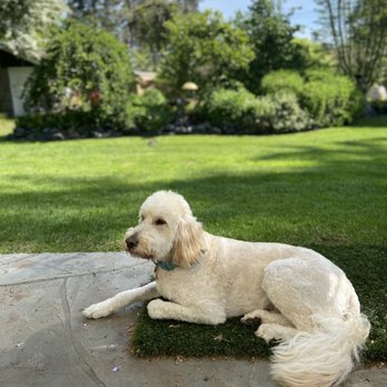 The Bark Chateau - Teddy Grooming photos - Pet Training Near Me - Lakewood, Washington