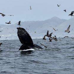 Avila Beach Whale Watching - Whale