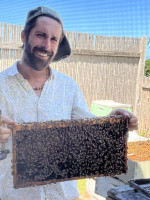 Big Island Bees by null