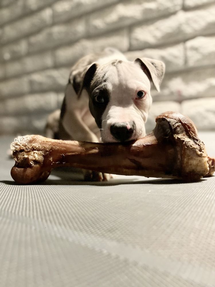 THE PITBULL STORE Updated June 2024 26 Photos 8525 Grand Ave, Peoria, Arizona Pet Stores