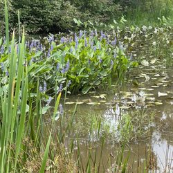 Graham Park - Wetlands