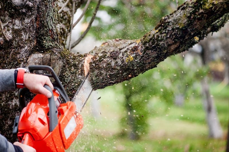 TOP NOTCH TREE SERVICE - Updated June 2026 - 3151 Hwy 17, Toccoa ...