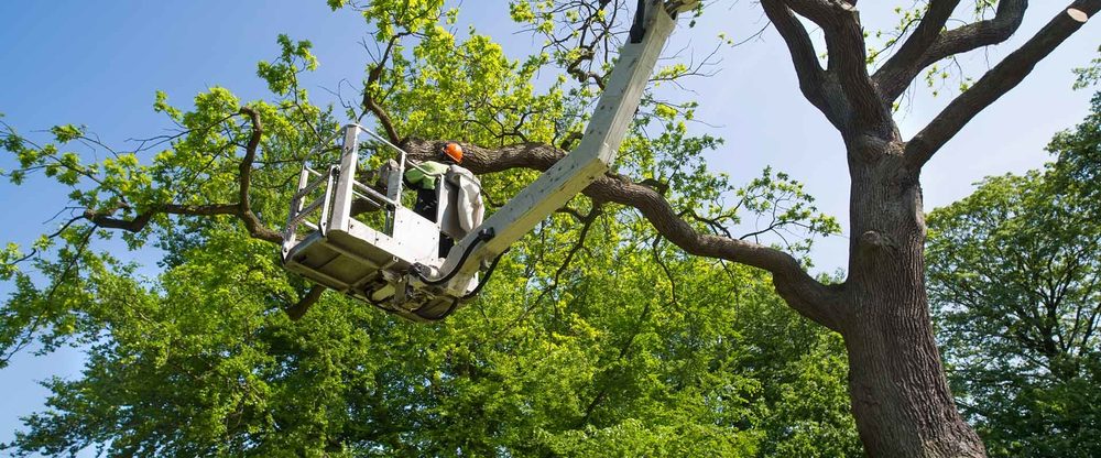 Morgan's Tree Service - tree service in Saint Paul, MN