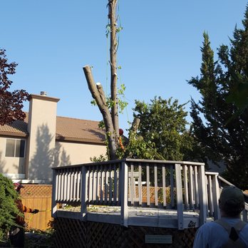 TreeMax Tree Service - Almost Done - Tree Services Near Me - Citrus Heights, California TreeMax Tree Service - Almost Done - Tree Services Near Me - Citrus Heights, California